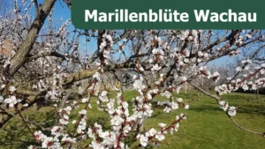 Marillenblüte Wachau